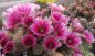 Preview: Echinocereus dasyacanthus (Lajitas)